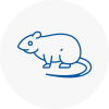 Rat Control Sunninghill